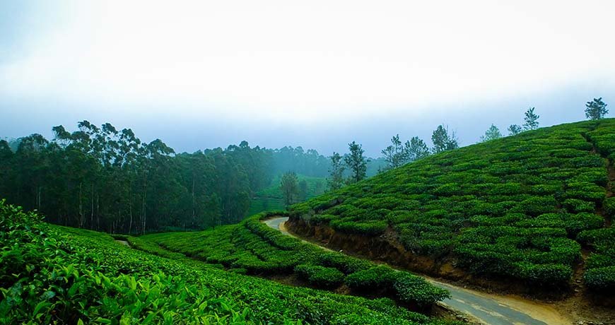 Kerala Holiday Tour – Munnar, Thekkady & Alappuzha photo 3